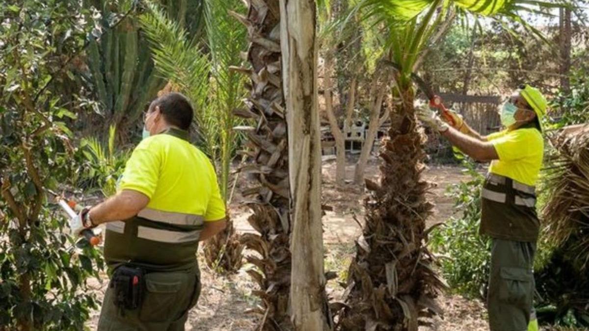 Técnicos podando en el Huerto de las Bolas. | A.C.