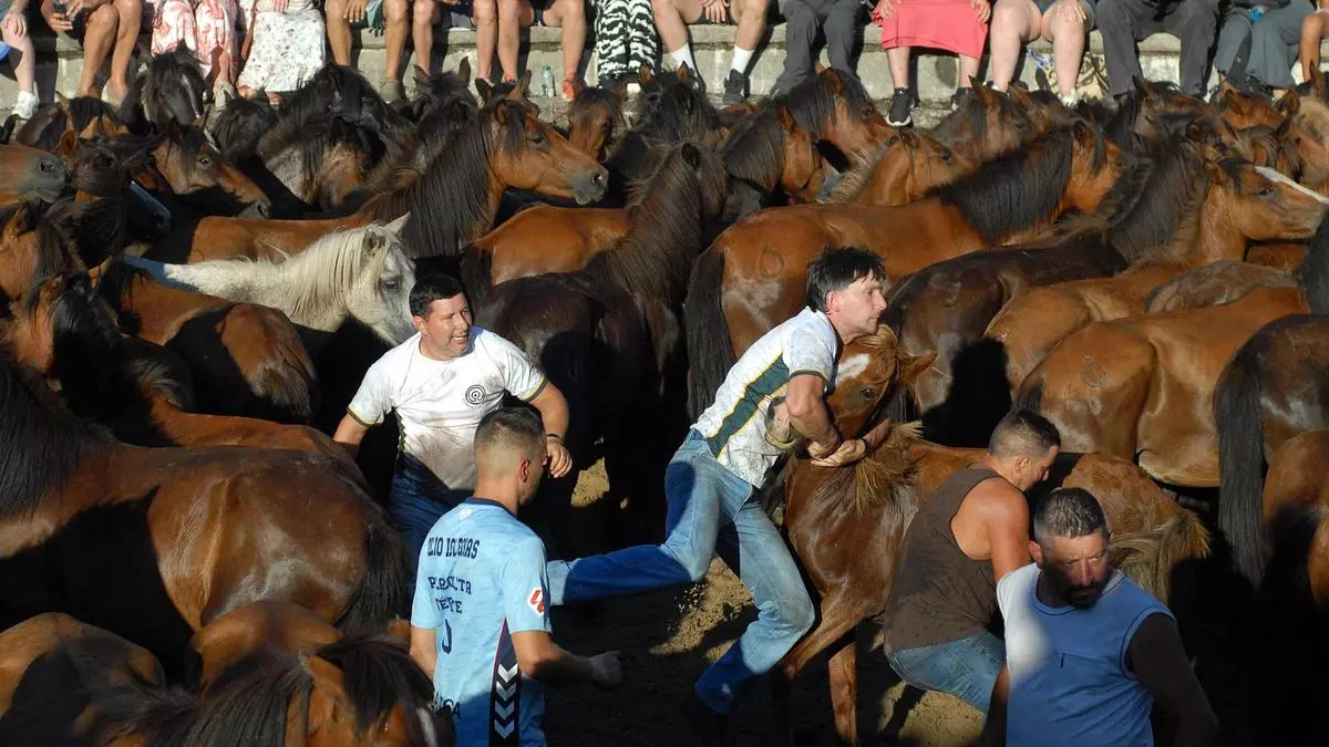 La Rapa das Bestas sube la temperatura: el primer curro se enfrentó a la ola de calor