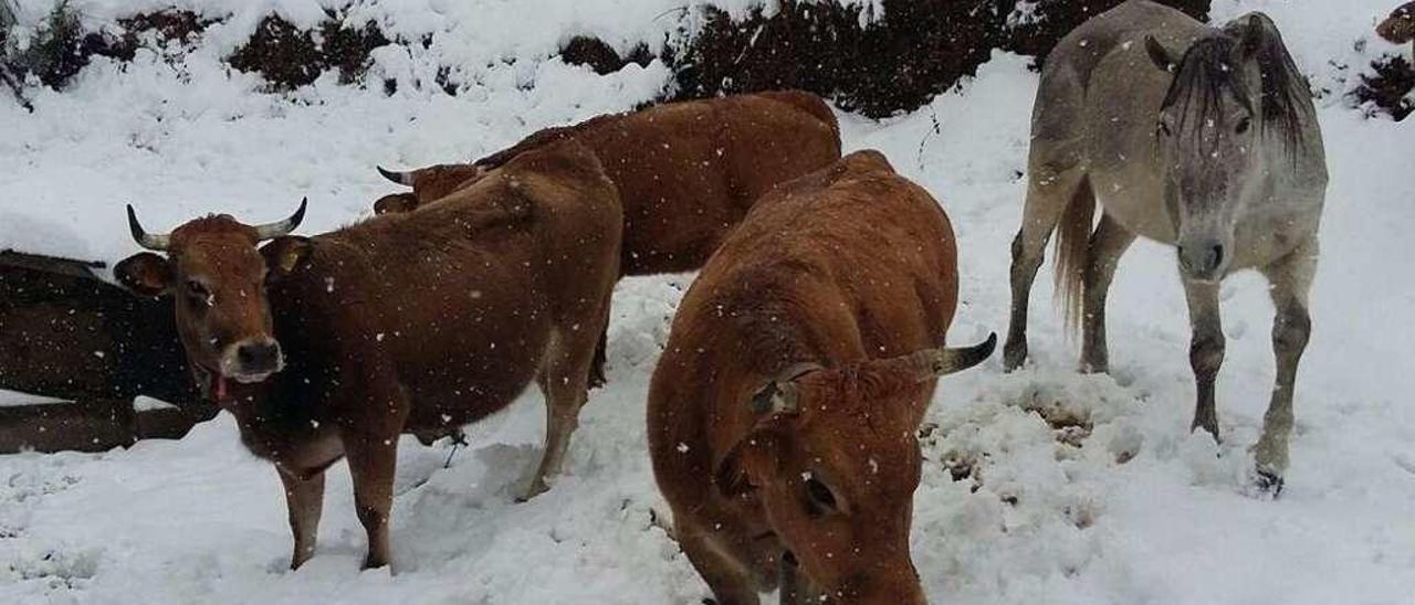 Un rebaño de vacas bajo la nevada en Paniceres (Aller).