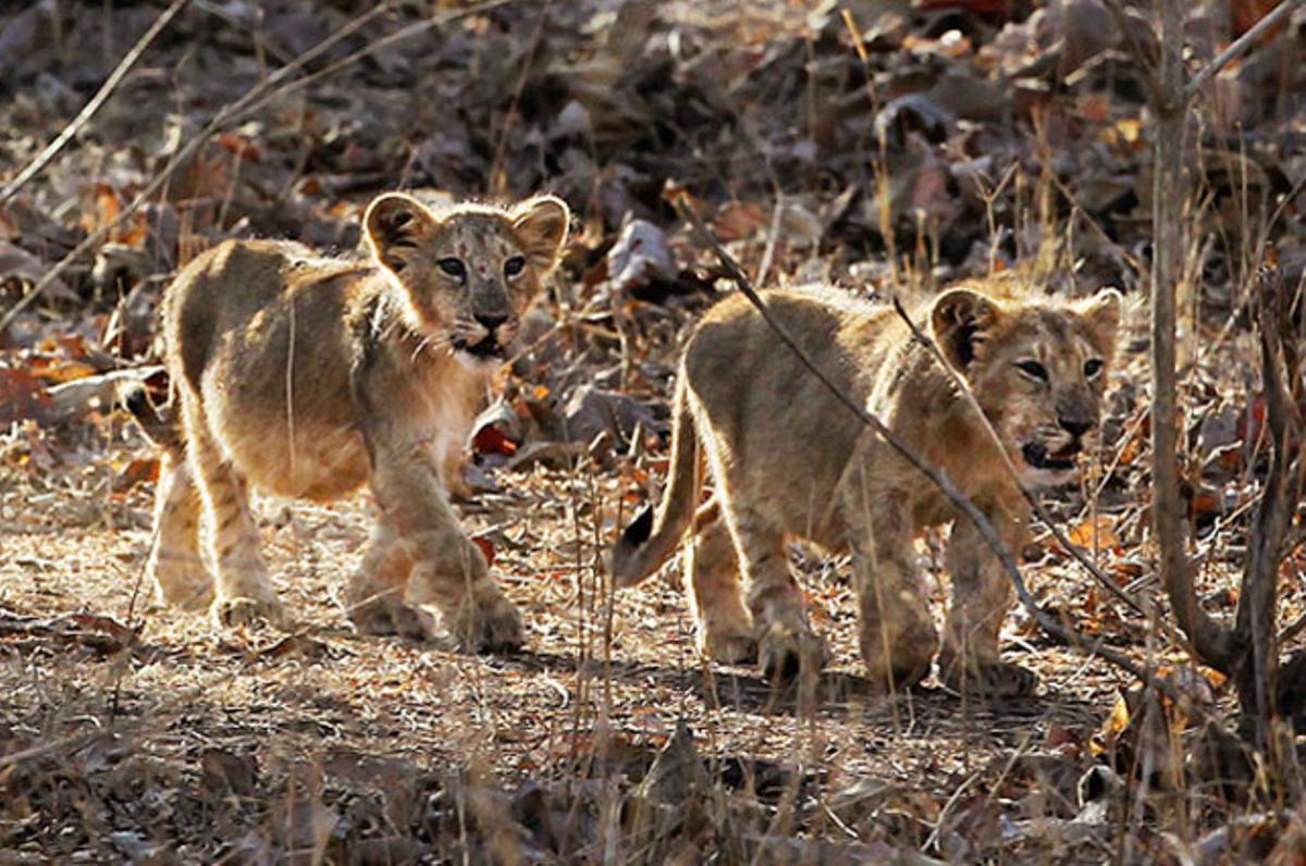 Cadells de lleó deambulen a l’interior del santuari de Gir, a Gujarat (Índia), on van ser rescatats de la seva extinció, i on actualment viuen més de 400 lleons.
