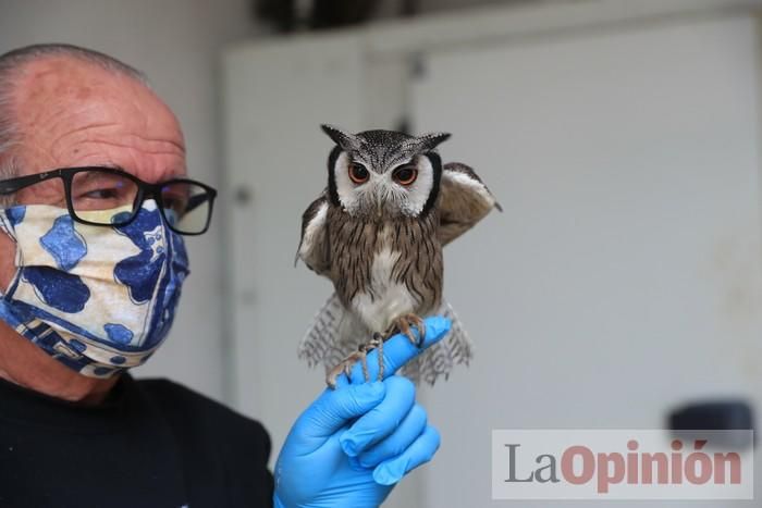 Las Águilas del Sol de Puerto Lumbreras piden ayud