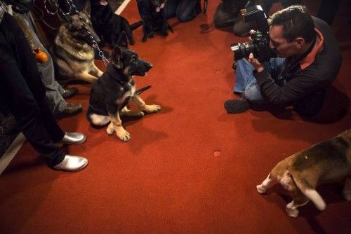 American Kennel Club, una de las organizaciones protectoras de animales, ha realizado en Nueva York una exhibición con las razas de perros más populares ahora en EEUU. El golden retriever y el bulldog francés son las razas más escogidas.