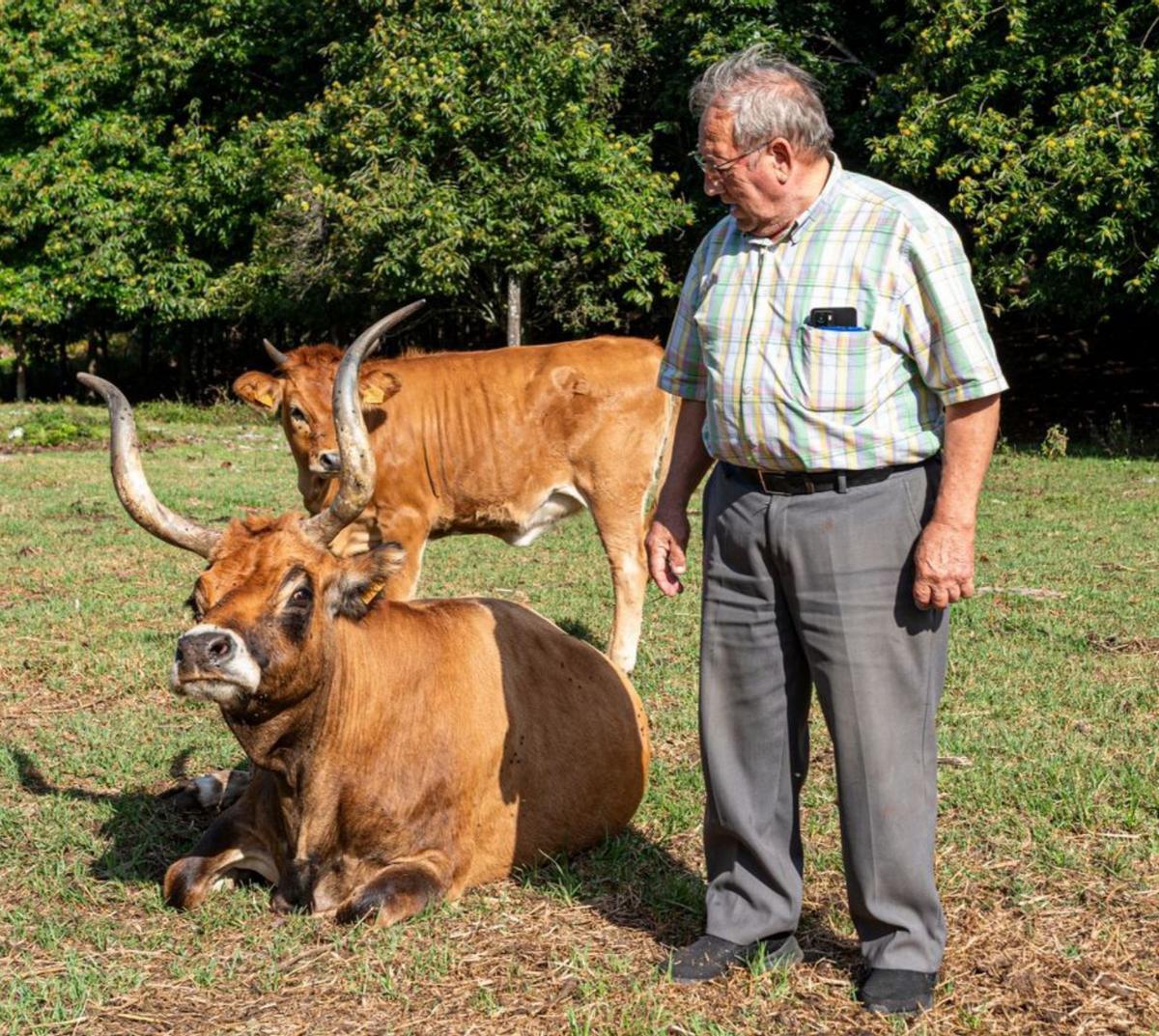 Dos de las vacas y una
cría. | M. Méndez