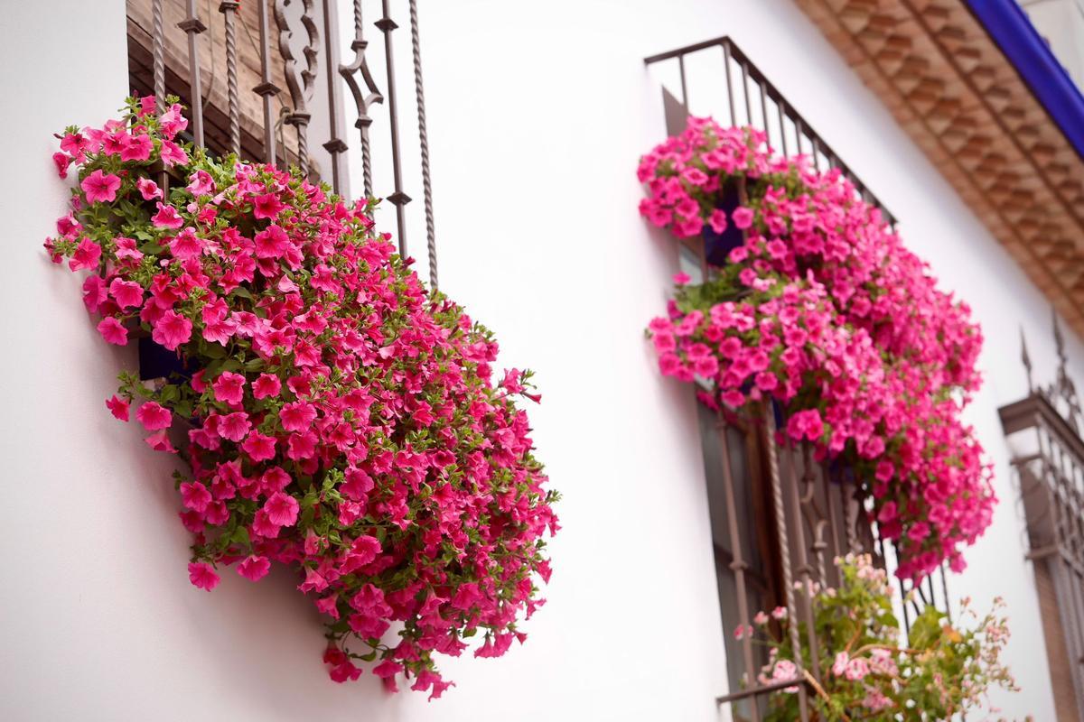 Ganadores del Concurso de Rejas y Balcones de Córdoba 2026