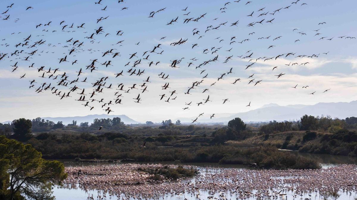 Los flamencos toman l'Albufera y preocupan a los arroceros