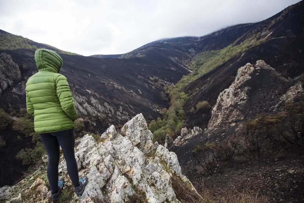 Desolación en el suroccidente asturiano tras los incendios