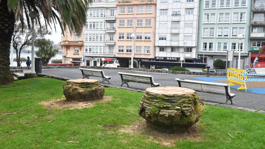 El picudo obliga a talar dos palmeras en la plaza de Portugal