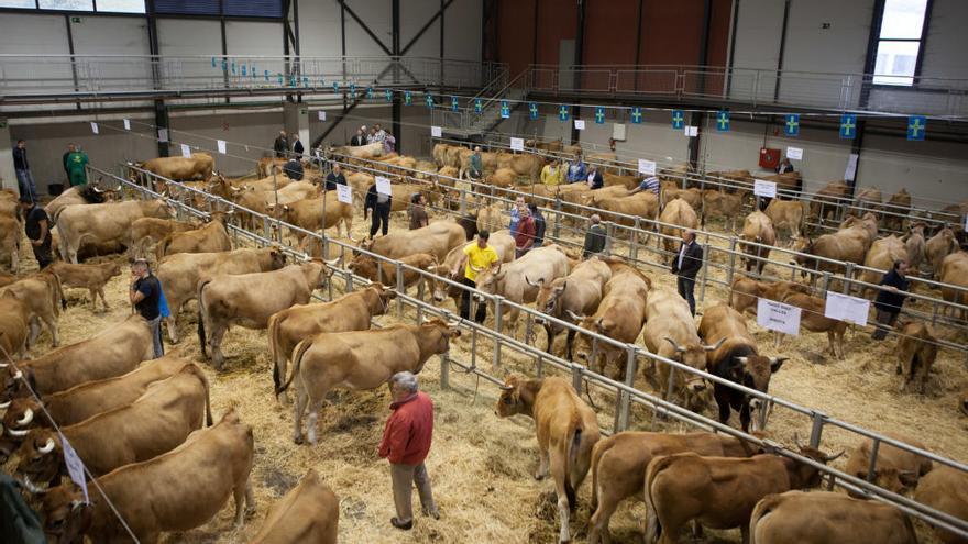 Un mercado de ganado en el recinto ferial de Laviana.