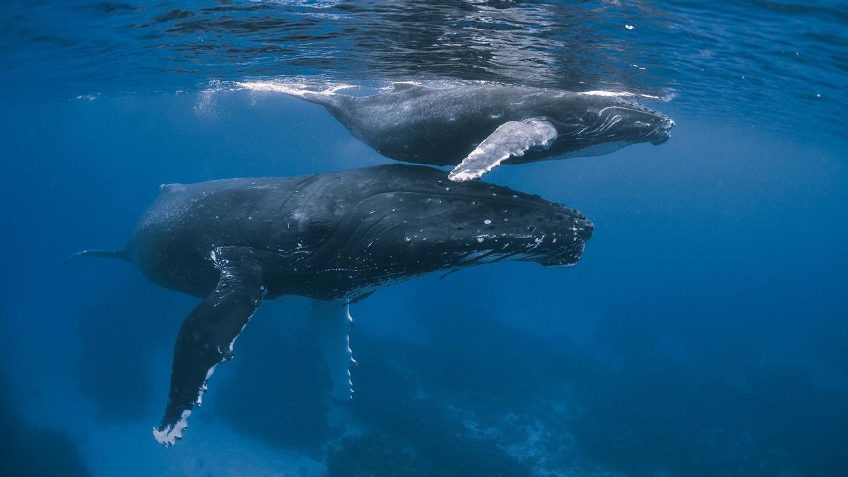 RECUPERACIÓN BALLENAS | Las ballenas del planeta inician una lenta pero sostenida recuperación