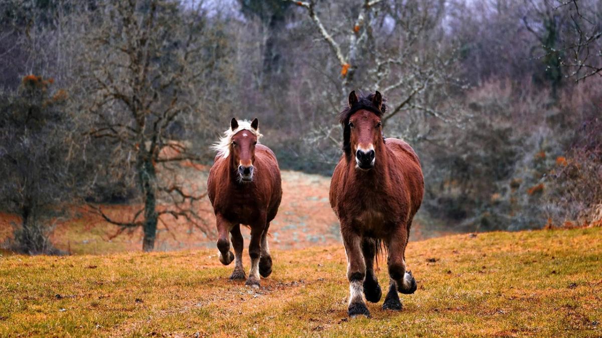 El descubrimiento abre la puerta a una nueva comprensión sobre la evolución y adaptación de los caballos.