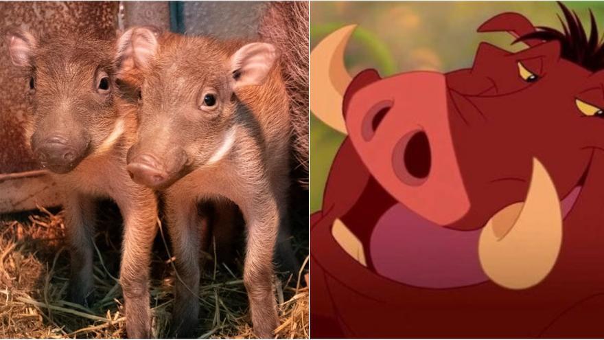 Vídeo: Nacen en Bioparc dos mini 'Pumba'