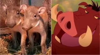 Nacen en Bioparc dos mini 'Pumba', el divertido animal de 'El Rey León'