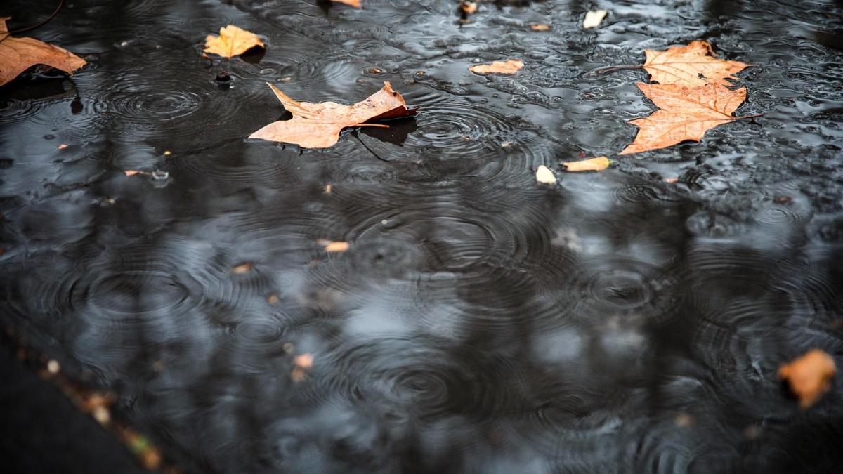 A Diverses fulles a terra a causa de la pluja