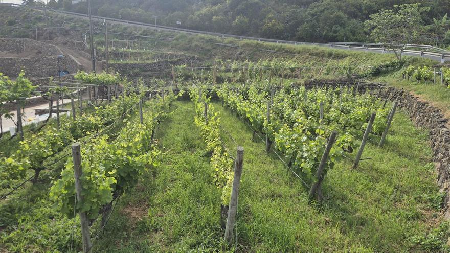 El vino ante el espejo: las claves que marcarán 2026