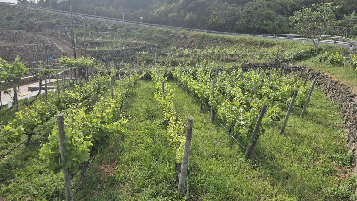 Una viña en Canarias.