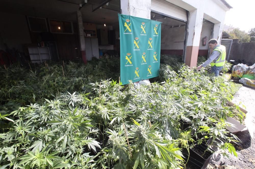 La Guardia Civil interviene en Porriño la mayor plantación de marihuana de Galicia