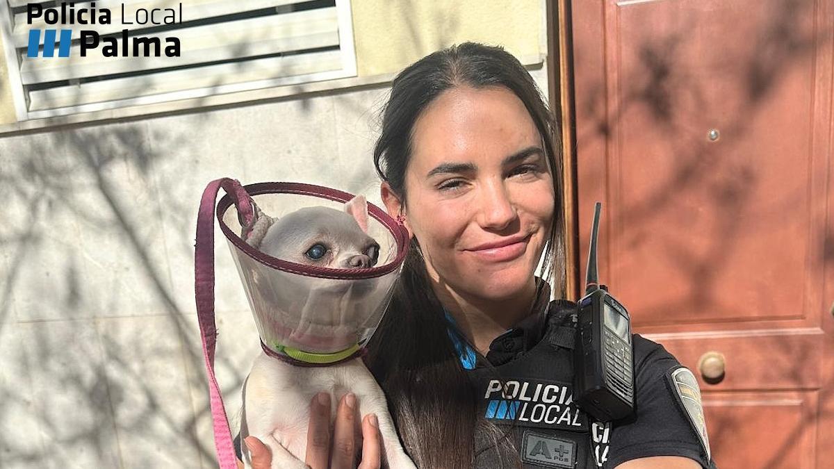 Die Ortspolizistin übergab den Chihuahua später der Besitzerin.