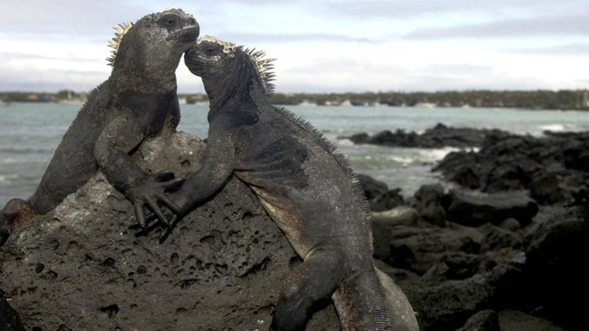 Iguanas de las islas Galápagos.