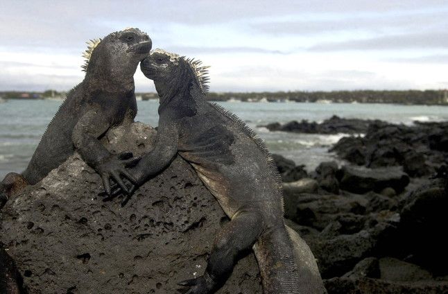 Iguanas de las islas Galápagos.