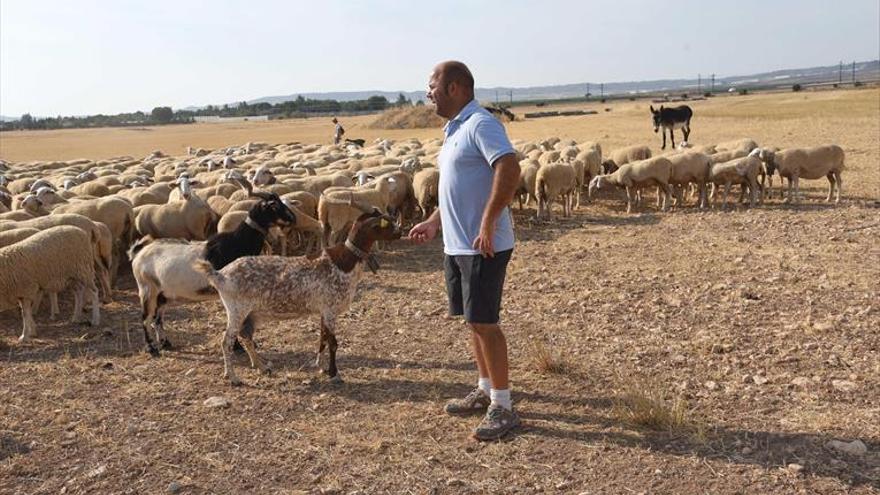 Las ayudas regionales al campo se amplían a ganaderos por la sequía