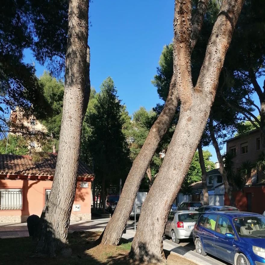 Árboles inclinados en el barrio de La Jota