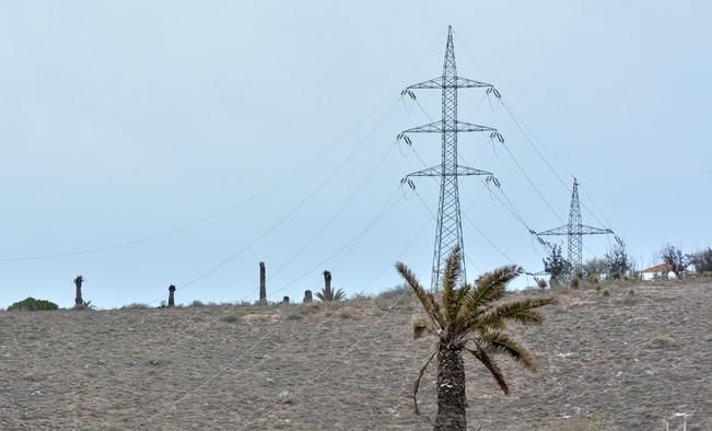 PALMERAL ENFERMO EN EL LAZO Y EL FONDILLO