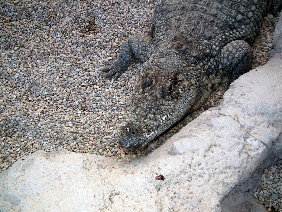 Animales rescatados de un zoológico de Lanzarote