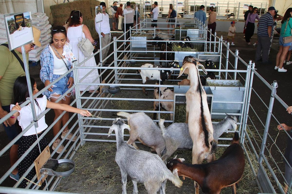Feria de Ganado de Lanzarote en Uga 2026