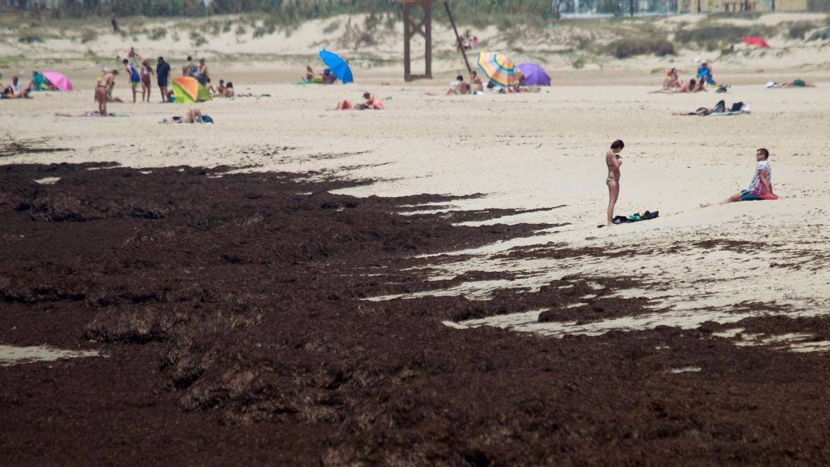 El alga invasora ‘Rugulopteryx okamurae’, en una playa de Cádiz.