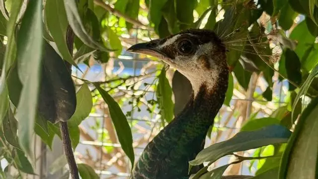 El pavo real localizado en el Teide pasa por aislamiento antes de ir a su nuevo hogar