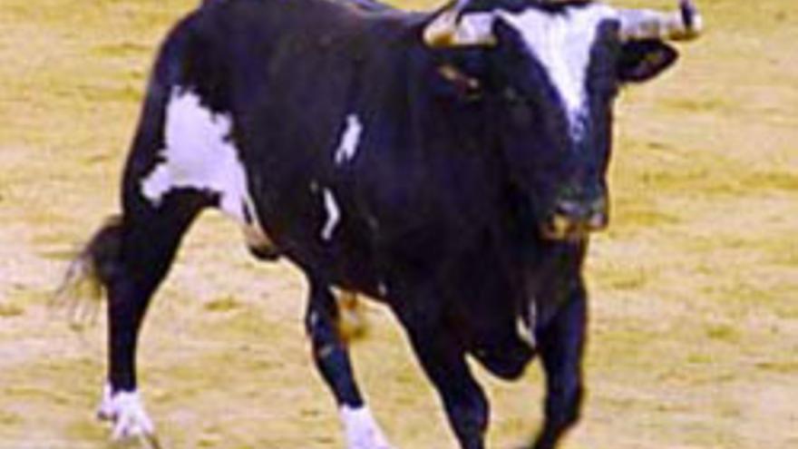 Toril Raton El toro Ratón en acción.