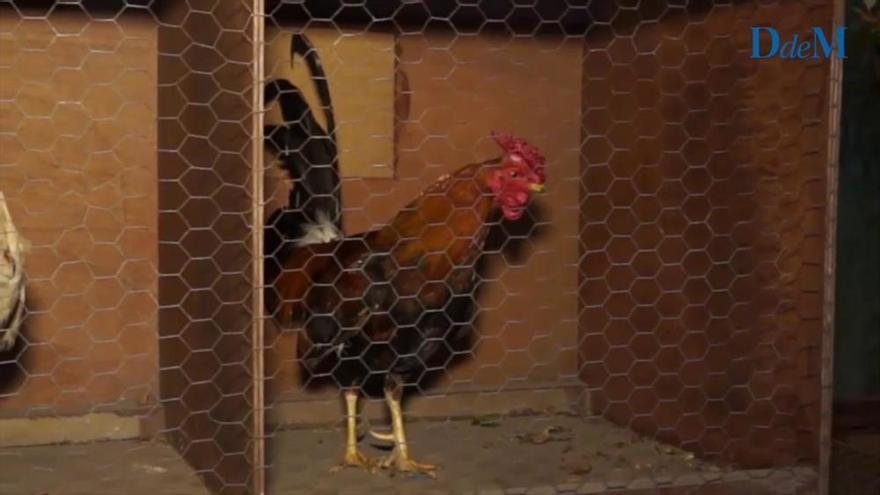 El gallo 'Merlot' da el cante en Son Servera