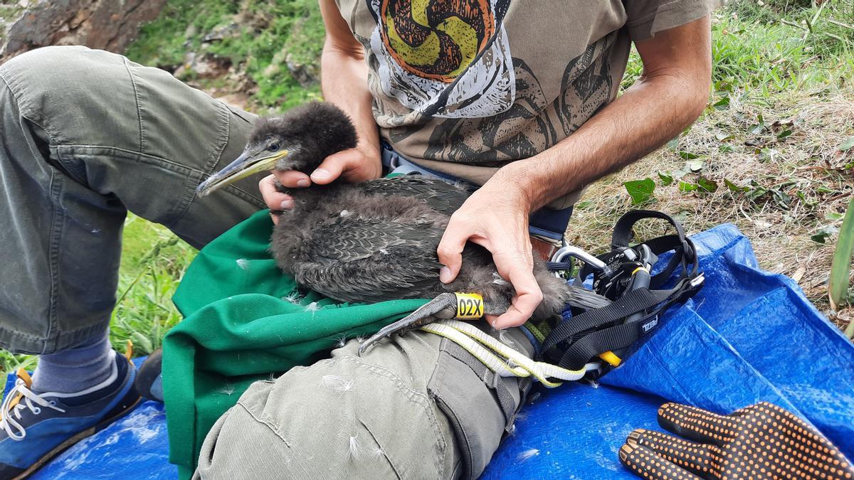 Anillamiento de una cría de cormorán.