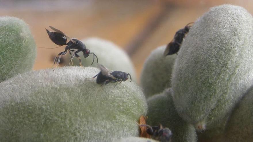 Ejemplares de avispilla adulta en un almendro.