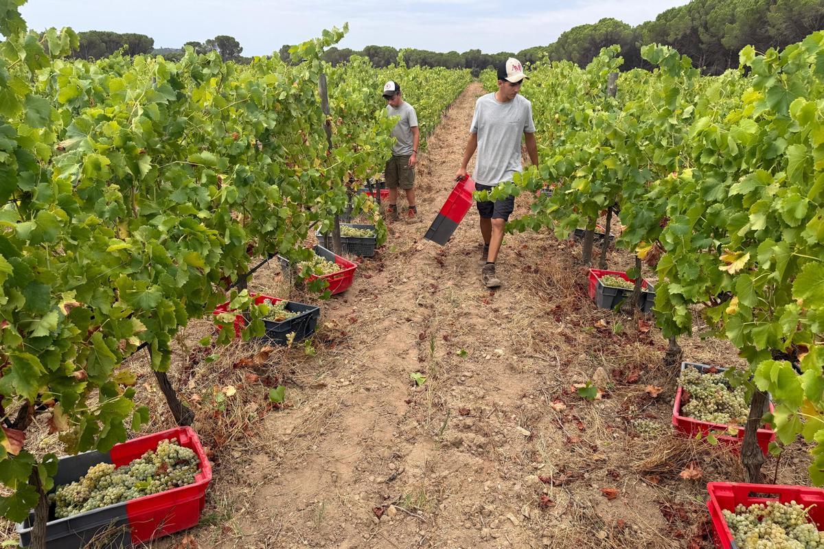 Un instant amb treballadors de la verema recollint en un celler de Sant Climent Sescebes