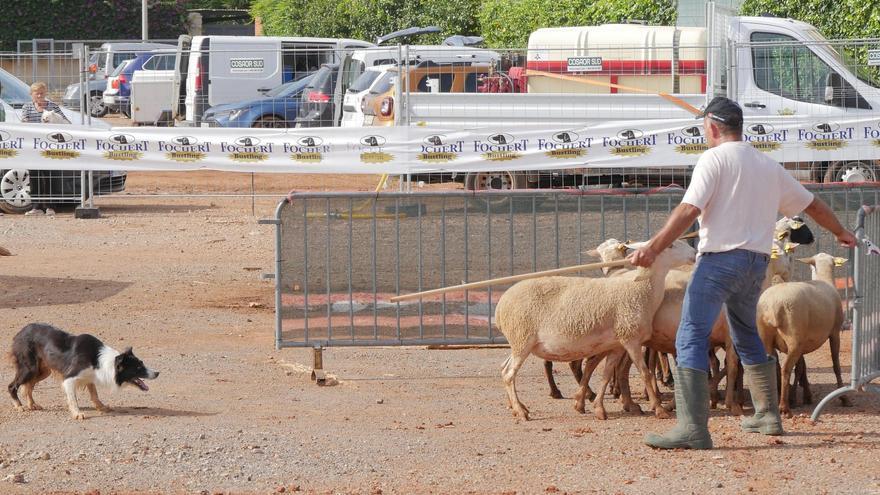 Nules reivindicará esta semana el gran escaparate de su Fira Agrícola i Ramadera