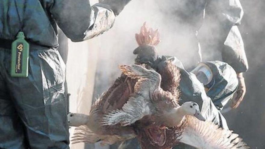 Francia sacrifica cientos de miles de patos por la gripe aviar