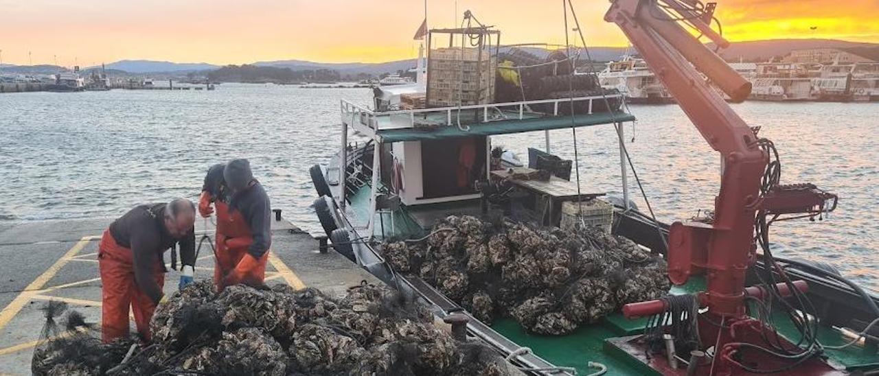 Las descargas de ostra rizada están siendo intensas.