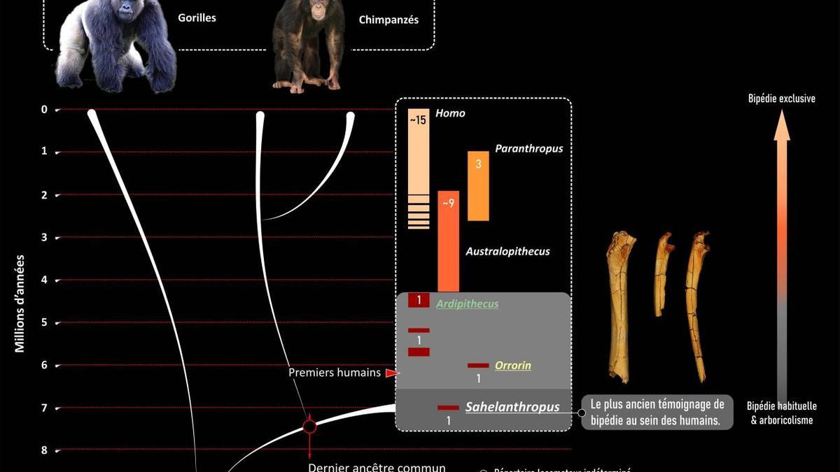 La humanidad se separó del grupo de los chimpancés durante el Mioceno reciente, muy probablemente entre 10 y 7 millones de años antes del presente.