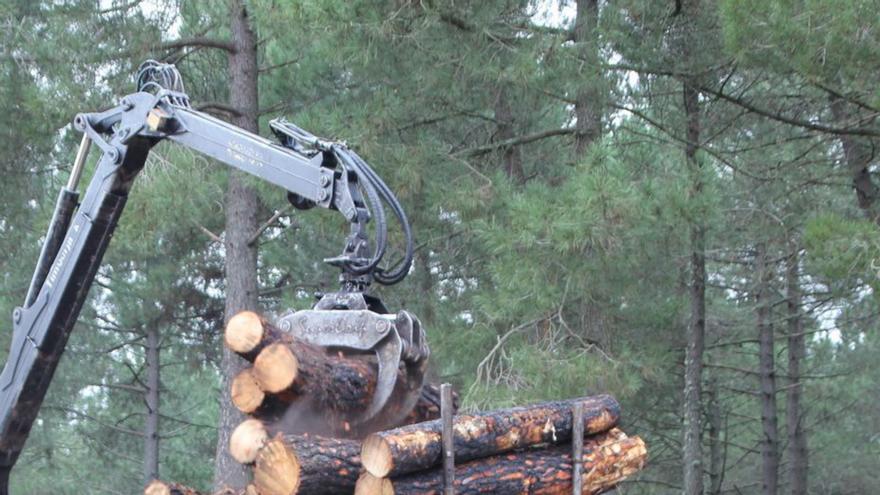 Ya está aquí la tercera subasta de madera de los incendios de Zamora