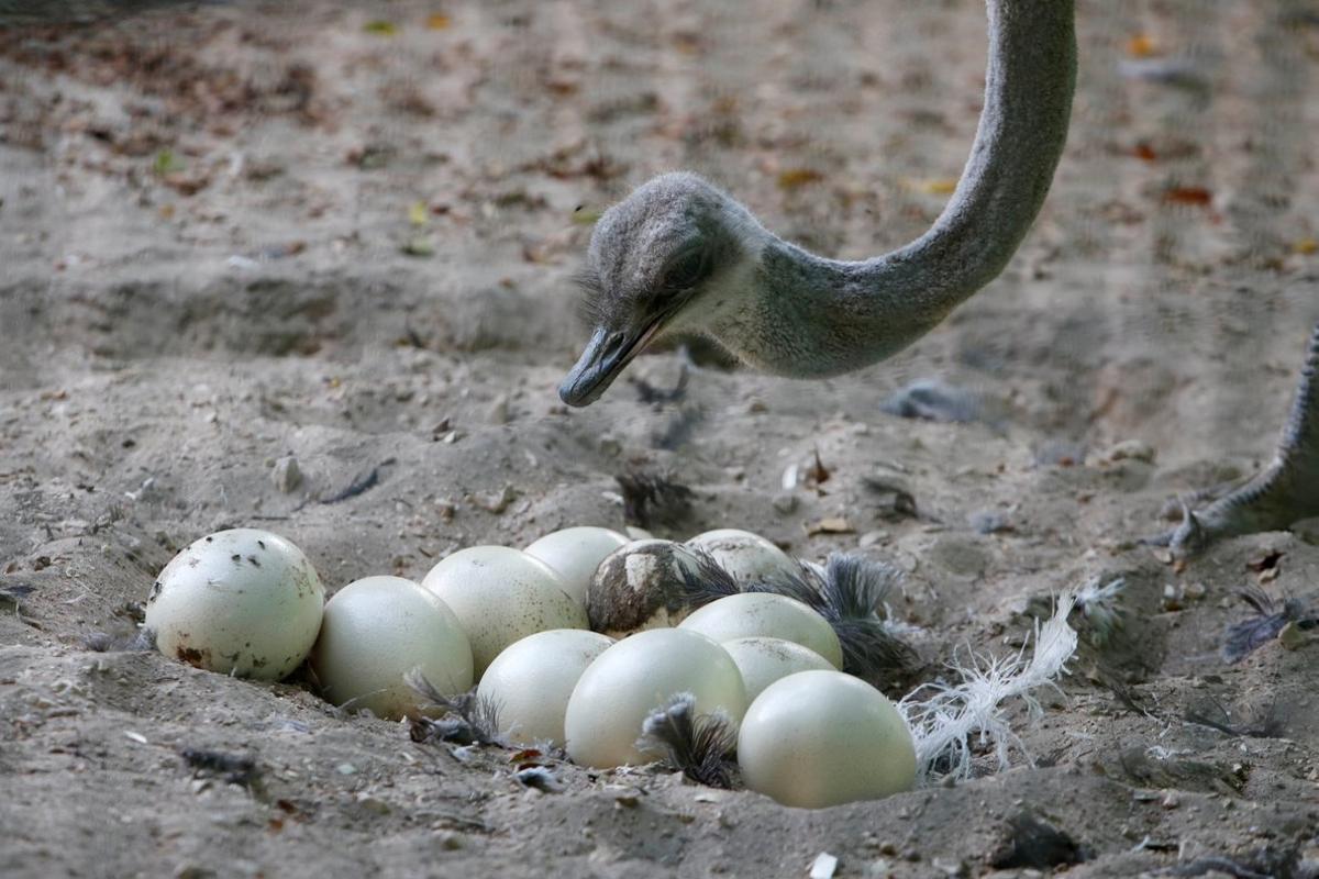 Un avestruz observa sus huevos en el Qalqilya Zoo