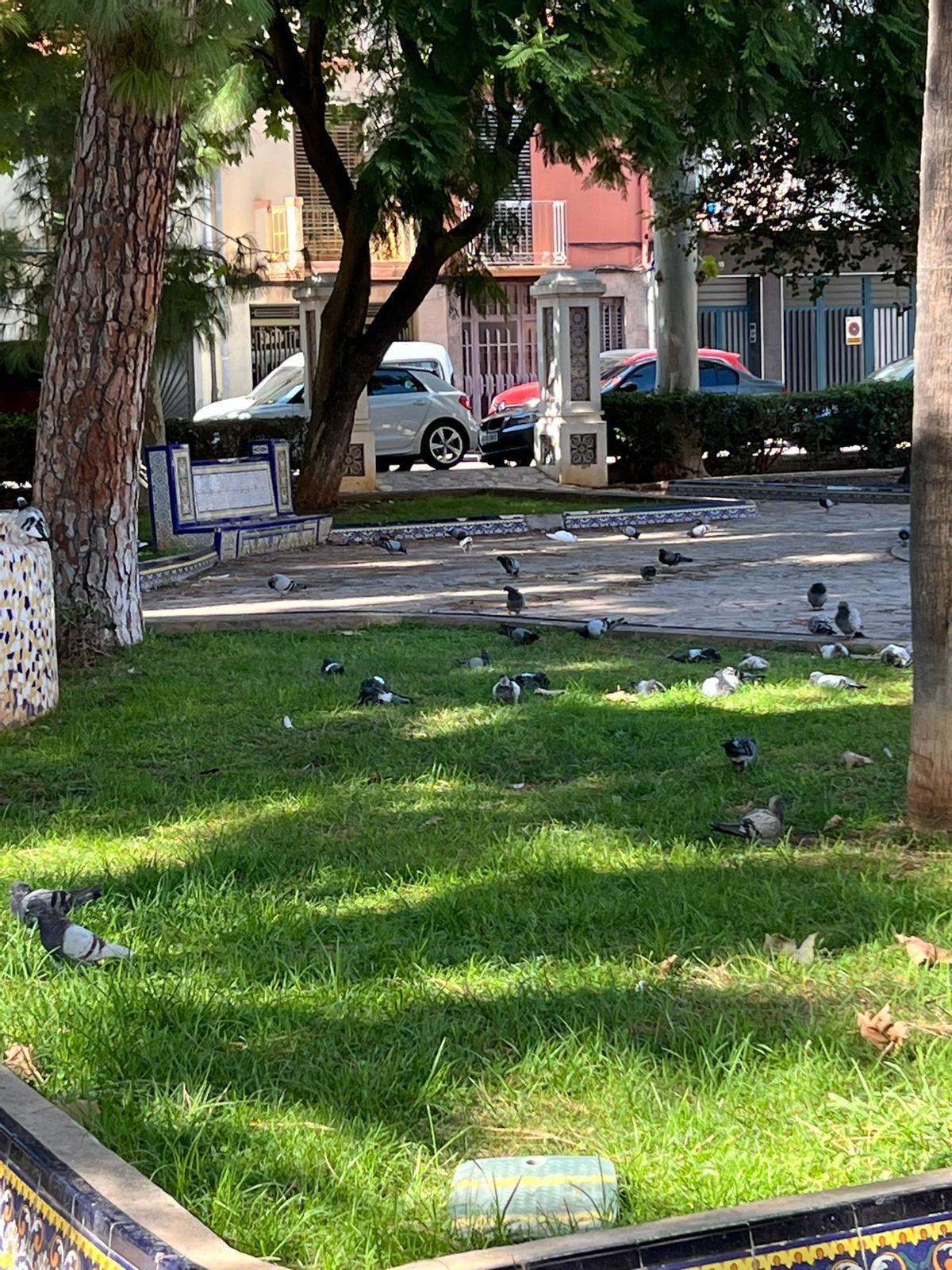 Fotogalería I Las palomas y tórtolas 'toman' el emblemático jardín de Sant Pasqual de Vila-real
