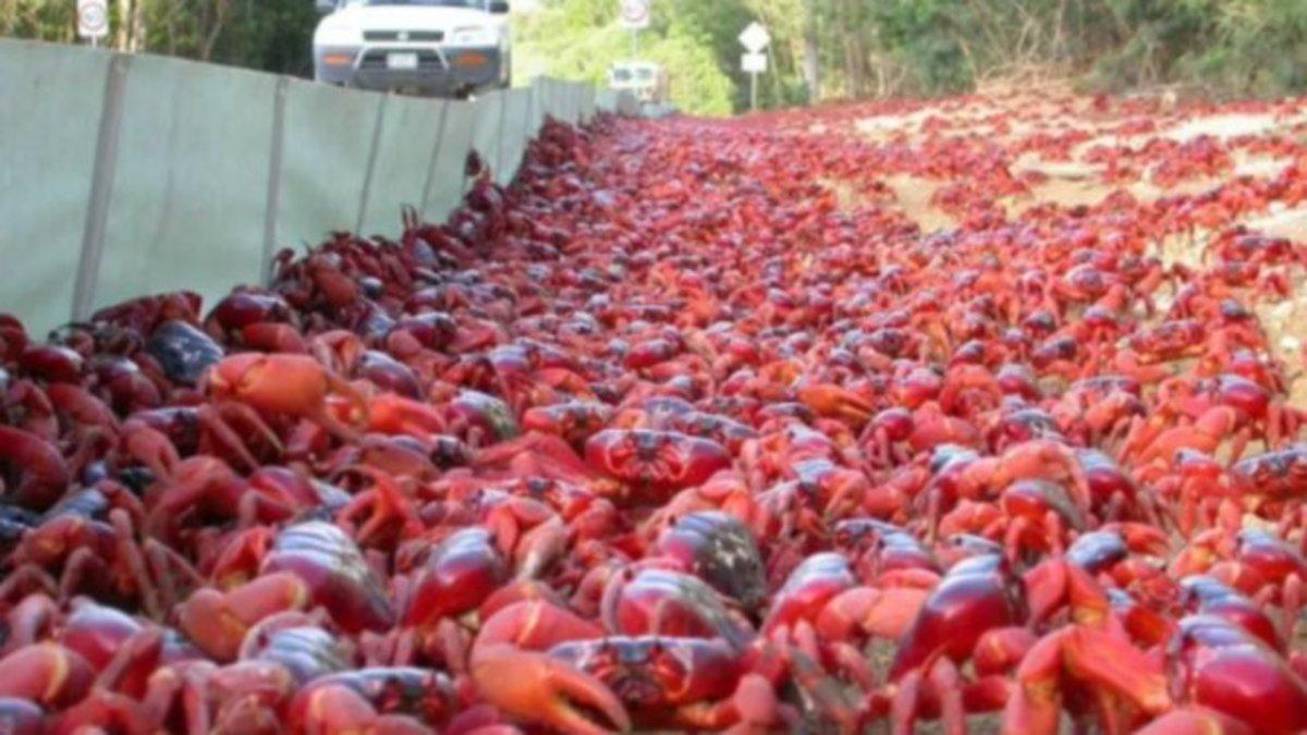 Clones de un cangrejo mutante inundan un cementerio de Bélgica