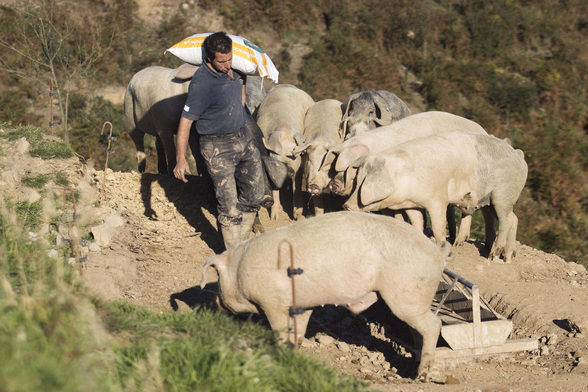 Monte Cabriles, el refugio porcino de Siero que acaba de ser reconocido con un sello de calidad