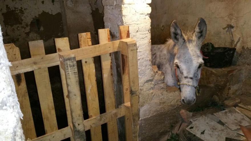 Rescatan a un burro herido de un bajo de Burjassot