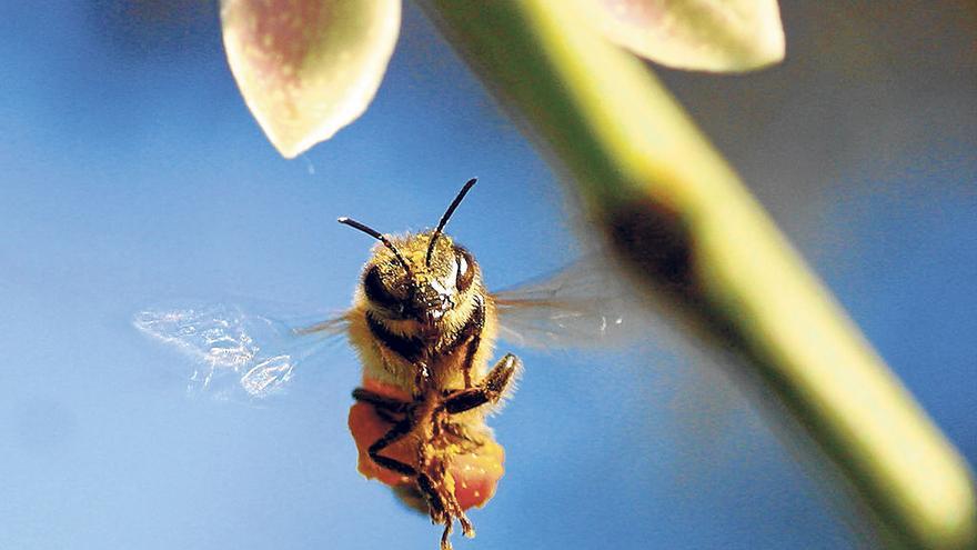 Els agricultors en vaga amenacen amb abelles: “Si a un antidisturbis se li ocorre sortir, s&#039;obriran els ruscos”