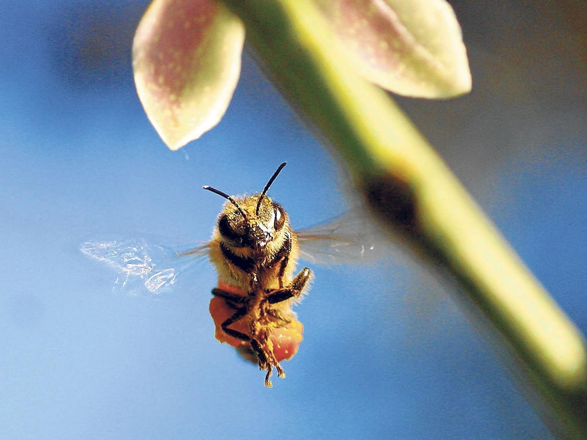 Una abella en una imatge d'arxiu