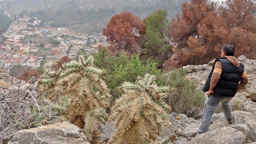 Una buena noticia para la Sierra de Orihuela