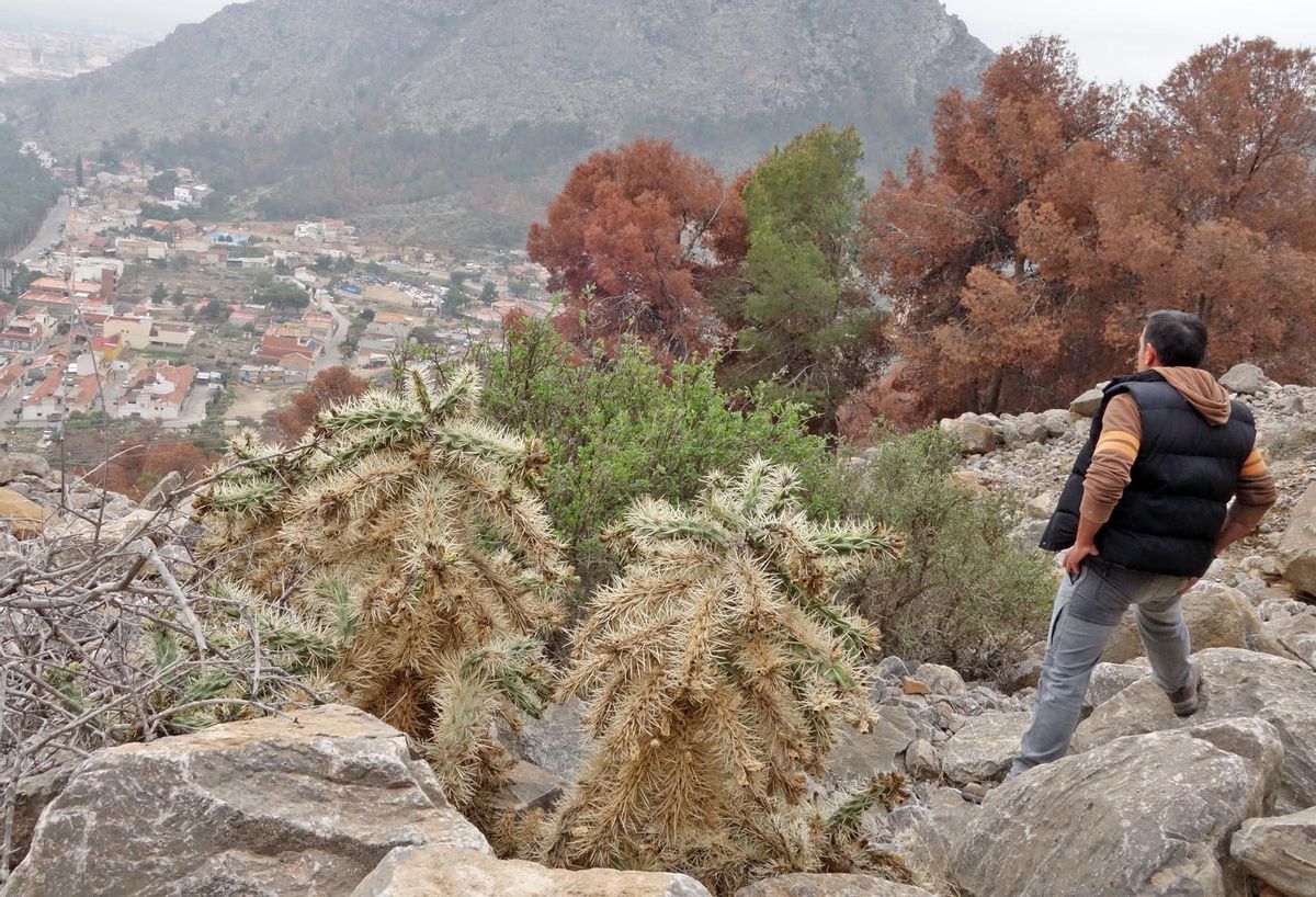 Invasión del cactus Arizona en la Sierra de Orihuela, en una imagen de archivo