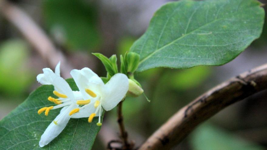 El Jardín Botánico Histórico La Concepción escoge la madreselva de invierno la planta del mes de enero
